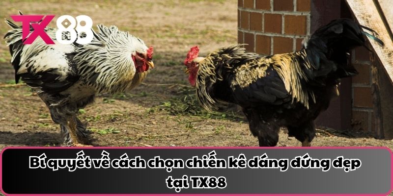 Bí quyết về cách chọn chiến kê dáng đứng đẹp tại TX88
