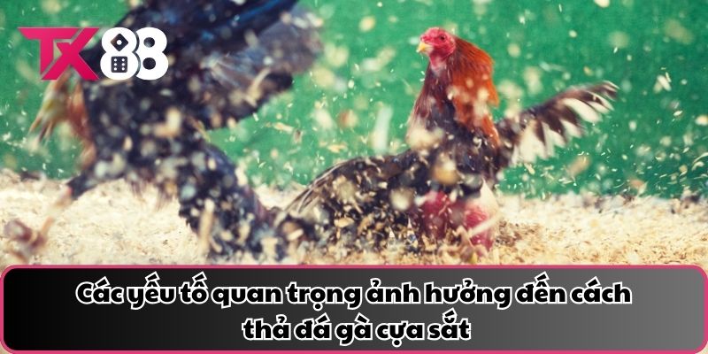 Các yếu tố quan trọng ảnh hưởng đến cách thả đá gà cựa sắt