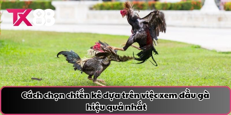 Cách chọn chiến kê dựa trên việc xem đầu gà hiệu quả nhất