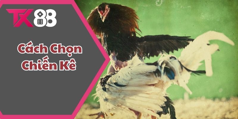 Cách Chọn Chiến Kê