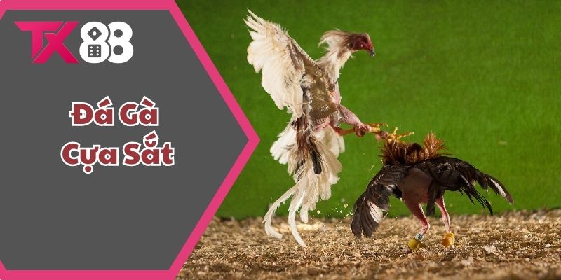 Đá Gà Cựa Sắt