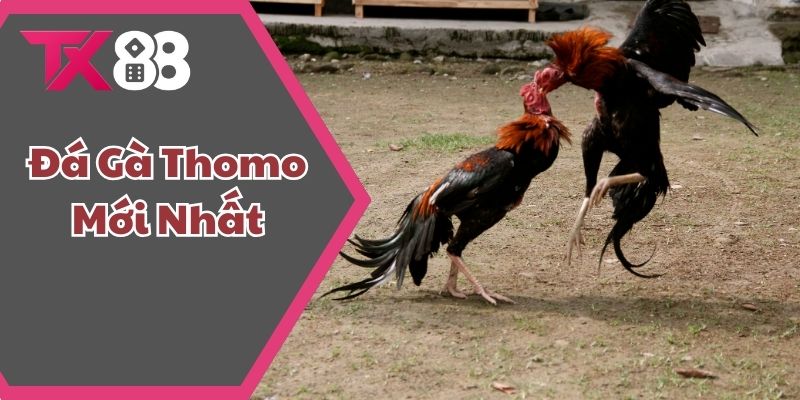 Đá Gà Thomo
