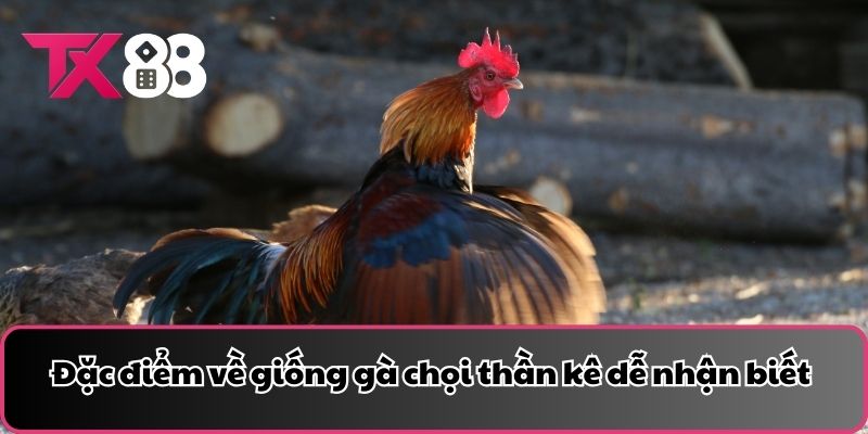 Đặc điểm về giống gà chọi thần kê dễ nhận biết nhất