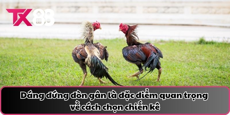 Dáng đứng đòn gân là đặc điểm quan trọng về cách chọn chiến kê
