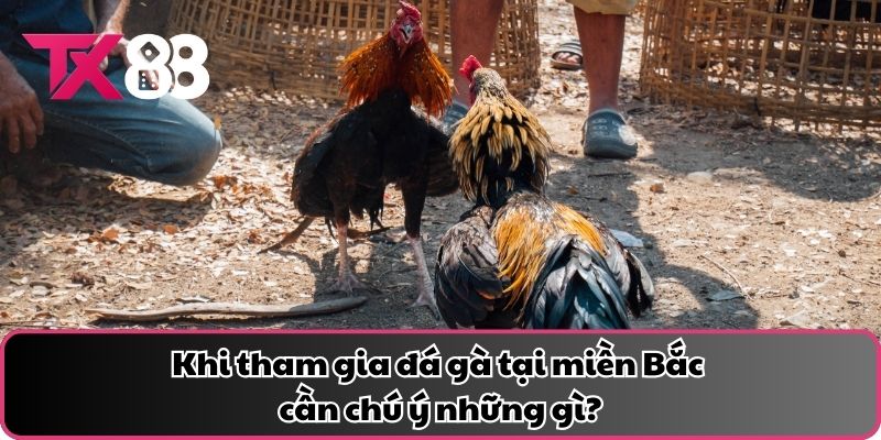 Khi tham gia đá gà tại miền Bắc cần chú ý những gì?