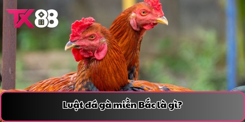 Luật đá gà miền Bắc là gì?