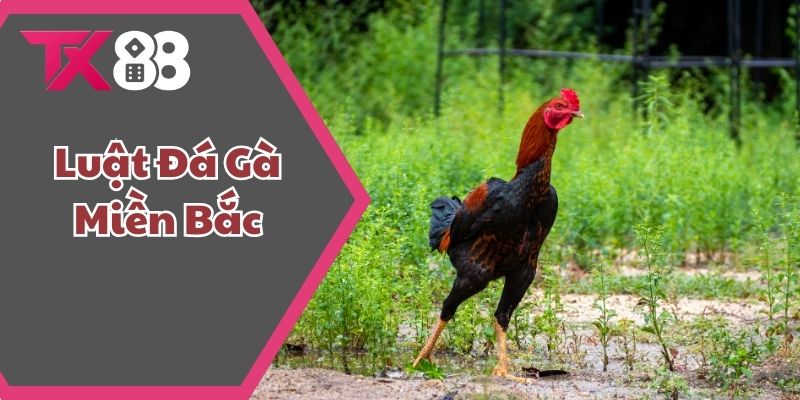 Luật đá gà miền Bắc
