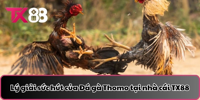 Lý giải sức hút của Đá gà Thomo tại nhà cái TX88