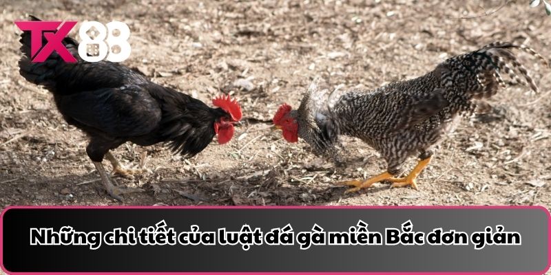 Những chi tiết của luật đá gà miền Bắc đơn giản