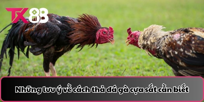 Những lưu ý về cách thả đá gà cựa sắt cần biết