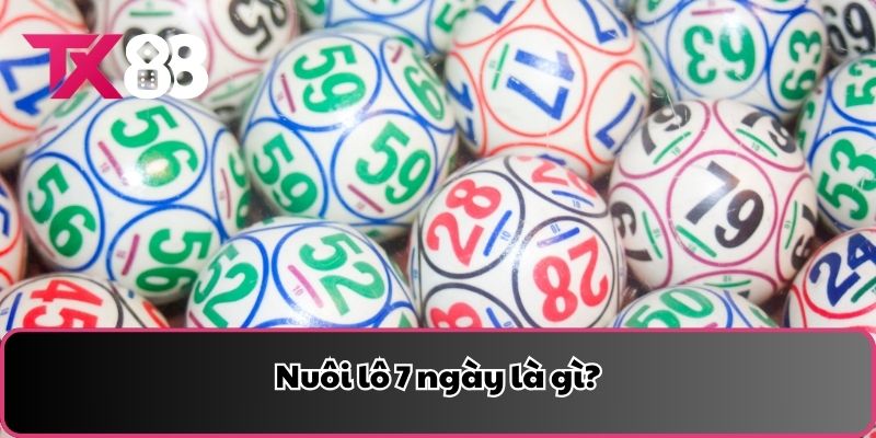 Nuôi lô 7 ngày là gì?