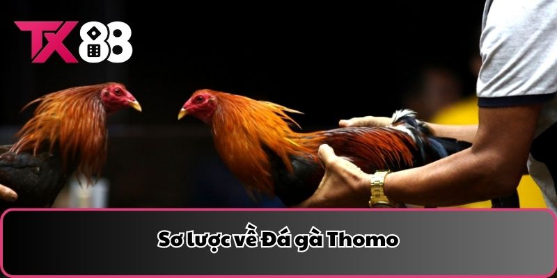 Sơ lược về Đá gà Thomo
