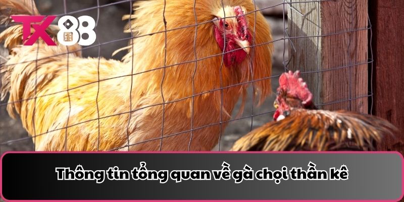 Thông tin tổng quan về gà chọi thần kê