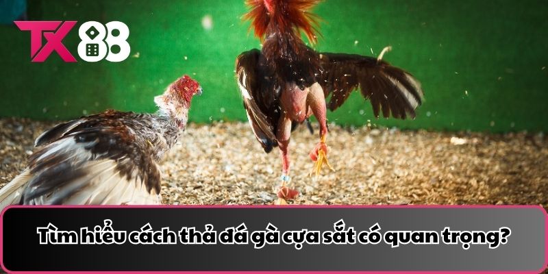 Tìm hiểu cách thả đá gà cựa sắt có quan trọng?
