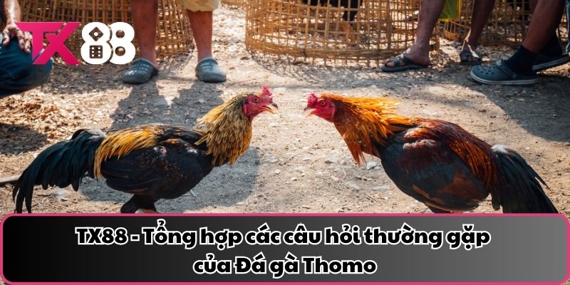 TX88 - Tổng hợp các câu hỏi thường gặp của Đá gà Thomo
